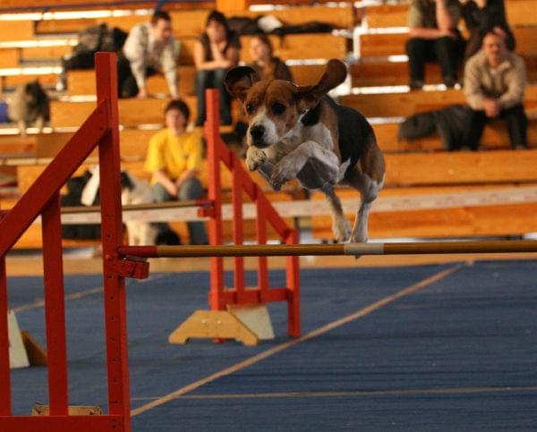 zawody agility Łąck 8-9/12