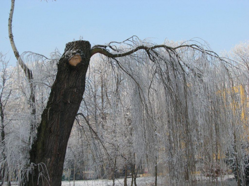 kucyk #zima #drzewa