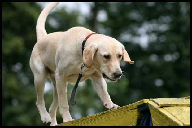 Pokaz Agility Wystawa Psów Olsztyn 2007