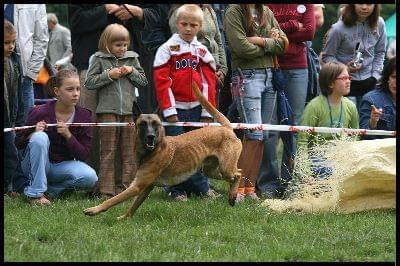 Pokaz Agility - Olsztyn 2007 Wystawa Psów