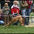 Pokaz Agility - Olsztyn 2007 Wystawa Psów