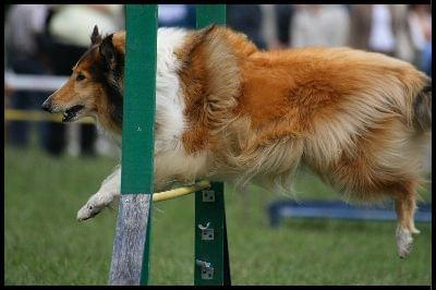 Pokaz Agility - Olsztyn 2007 Wystawa Psów