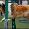 Pokaz Agility - Olsztyn 2007 Wystawa Psów