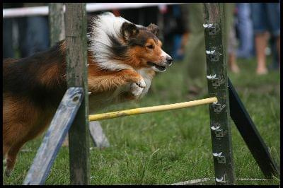 Pokaz Agility - Olsztyn 2007 Wystawa Psów