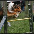 Pokaz Agility - Olsztyn 2007 Wystawa Psów