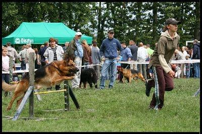 Pokaz Agility - Olsztyn 2007 Wystawa Psów