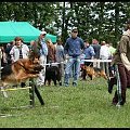 Pokaz Agility - Olsztyn 2007 Wystawa Psów