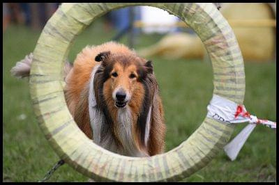 Pokaz Agility - Olsztyn 2007 Wystawa Psów