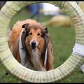 Pokaz Agility - Olsztyn 2007 Wystawa Psów