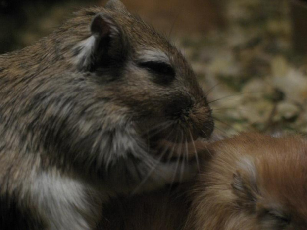 #skoczki #myszoskoczki #gerbil #gerbile #myszoskoczek