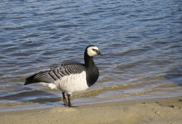 Bernikla białolica - duży ptak wodny z rodziny kaczkowatych, zamieszkujący Grenlandię, Svalbard, północną część Norwegii. Zimuje na wybrzeżach morza Północnego i zatoki Biskajskiej. W Polsce pojawia się stosunkowo rzadko.