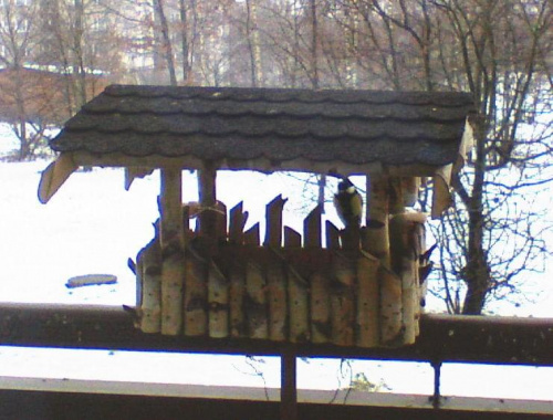 Sikorki w karmniku #PtakiSikorkiKarmnik