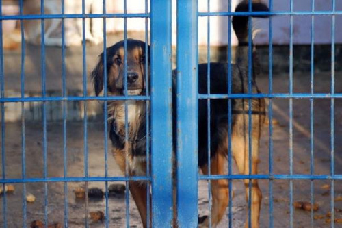 Roczny psiak na siłę próbował znaleźć sobie dom. Wtargnął na cudzą posesję, a później trafił do schroniska. Jego nr ewidencyjny to 2494 #psy #pies