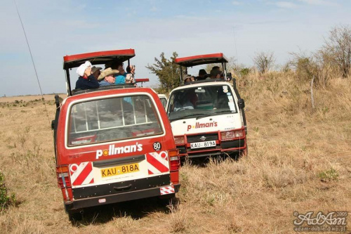 Wehikuły safari. Wbrew pozorom niemalże wszędołazy