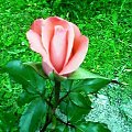 #natura #róża #wiosna #lato #kwiat #przyroda