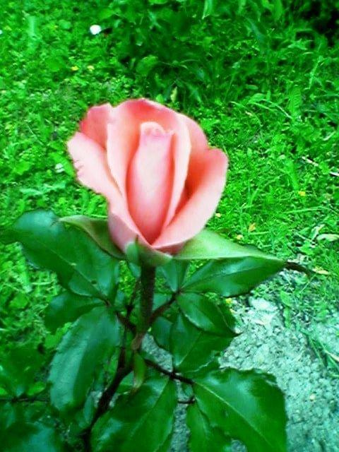 #natura #róża #wiosna #lato #kwiat #przyroda