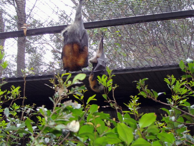 Zwierzęta i widoki Reptile Park