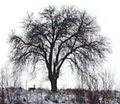 sarenka pod drzewem, słabo widac... :( #zima #natura #drzewa #sarny #śnieg