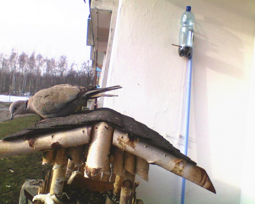 Sierpówki na balkonie #PtakiSierpówki