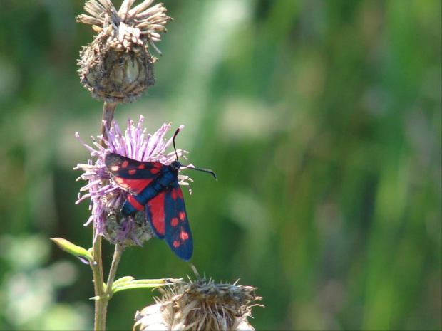 kraśnik sześcioplamek #motyle #motyl