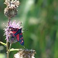 kraśnik sześcioplamek #motyle #motyl