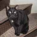 sir NYGUS