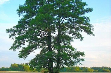 drzewo #drzewo #rosliny #łaka #przyroda