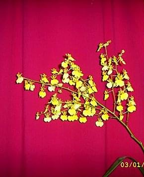 Oncidium