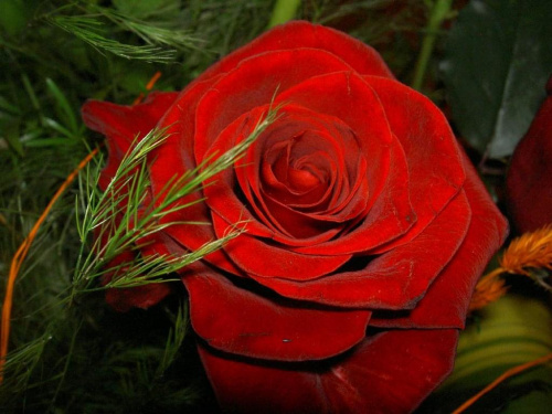 Piękna róża #Róże