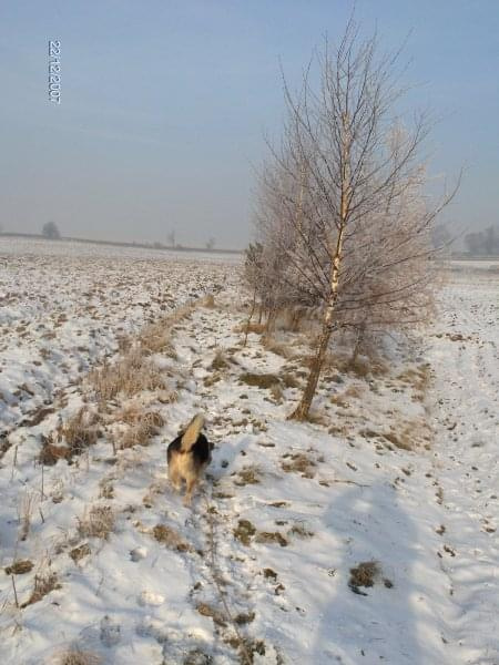 Pysiek - spacerki, grudzień 2007 #pies #Pika #Pysio #kundelek #psy #psiak #spacer #śnieg