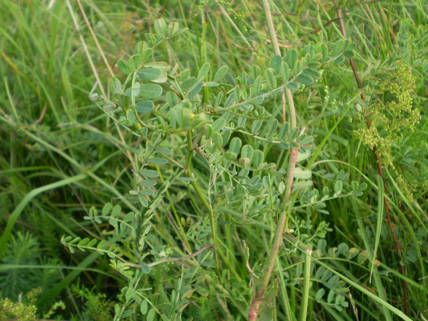 50a. Cieciorka pstra - Coronilla varia .
Data : 02.08.2007.
Miejsce : w miejscu nieczynnych , rozebranych torów kolejowych .
Miejscowość : Piaski Wielkopolskie .