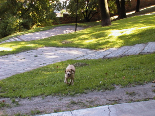 Verdi 2003 r, Zabawa w parku... #pies