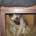 Milton 10-mies. kaukaz spokojny do innych psów i ludzi. Jest strasznie przerażony, od kilku dni przebywa w kojcu w domku tymczasowym i nadal ucieka przed człowiekiem. Nie warczy, nie szczeka tylko chowa się w najdalszy kąt i chowa nosek między łapki. I...