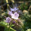 54h. Facelia błękitna - Phacelia tanacetifolia . Data : 17.10.2007. Miejsce : pole uprawne . Miejscowość : miedzy Piaskami Wielkopolskimi a Godurowem .