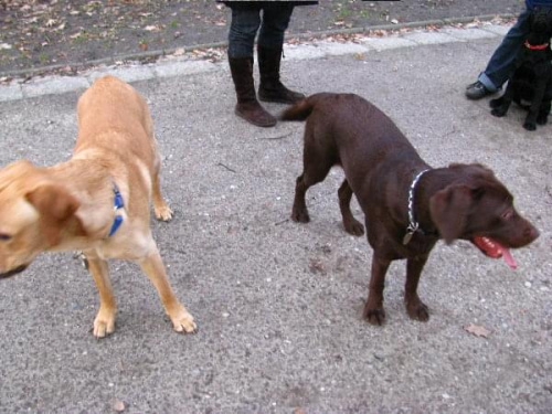 Hexa, Hojrak i Max #Labrador