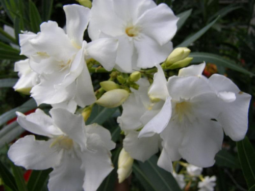 Oleander.