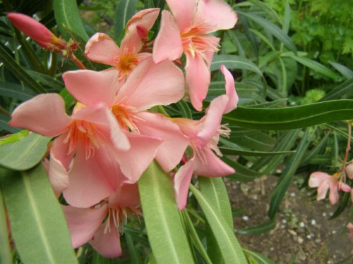 Oleander.