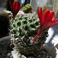 Rebutia