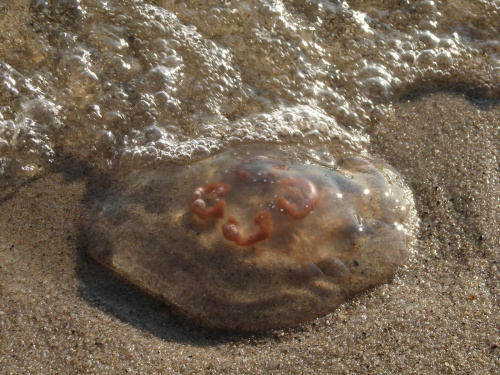 meduza #Przyroda