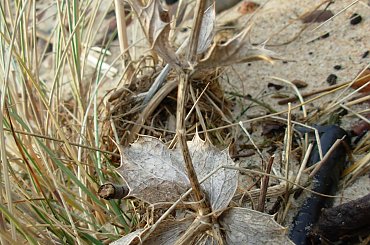 #rewa #mechelinki #szperk #ZatokaPucka #ZatokaGdańska #rybacy