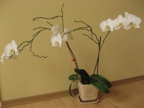 storczyk falenopsis