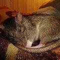 Marinka :) #SzczurSzczurekSzczurkiSzczury