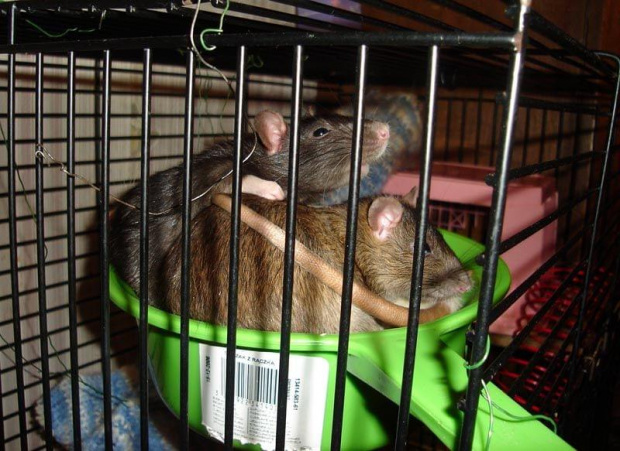 Zuzia i Marie :) #SzczurSzczurekSzczurkiSzczury