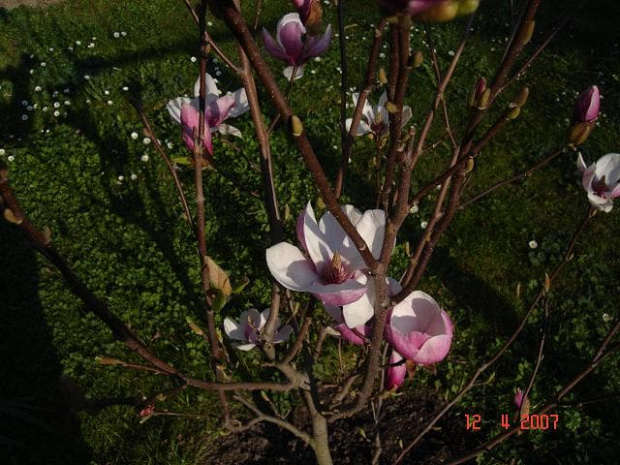 magnolia