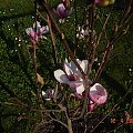 magnolia