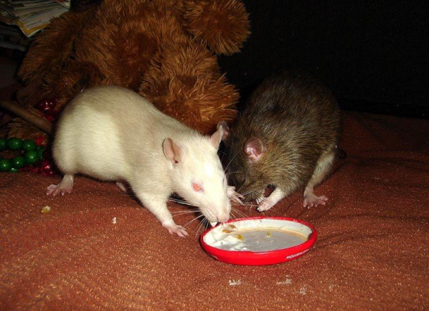 Mela i Marie z jogurtem #SzczurSzczurekSzczurkiSzczury