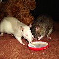 Mela i Marie z jogurtem #SzczurSzczurekSzczurkiSzczury