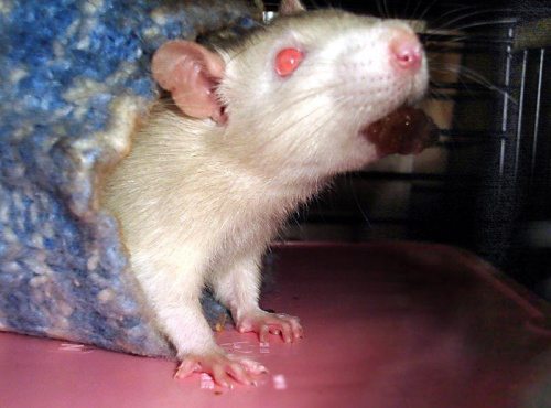 Mela z chrupką :D #SzczurSzczurekSzczurySzczurki