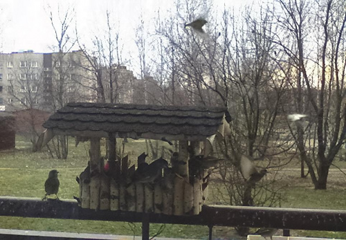 Dzwońce w karmniku #PtakiDzwońceKarmnik