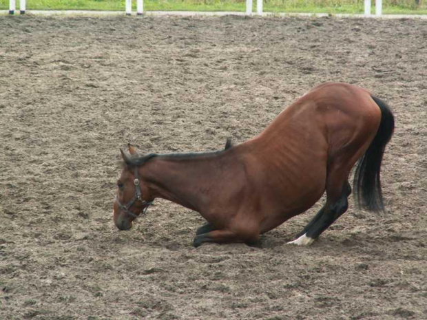 #koń #konie #śmieszne #joga